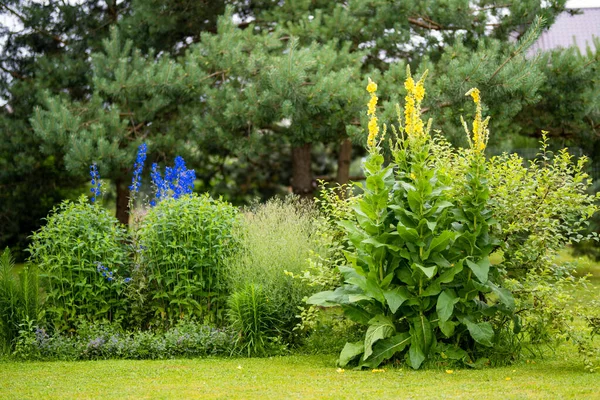 Common Mullein Flowers Blossoming Garden Summer Day Beautiful Yellow Flowers — Stock Photo, Image