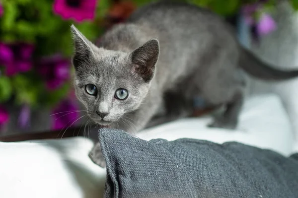 Joven Juguetón Ruso Azul Gatito Jugando Aire Libre Precioso Gato — Foto de Stock