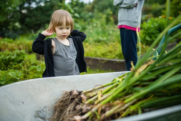 Kisgyerek Teljesen Kifejlett Hagymát Nézi Saját Gyümölcsöt Zöldséget Termesztenek Egy — Stock Fotó