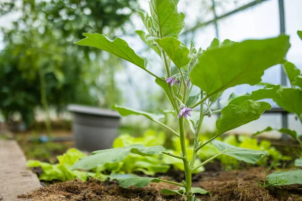 Yaz Mevsiminde Bir Serada Patlıcan Yetiştirmek Çiftlikte Kendi Otlarını Sebzelerini — Stok fotoğraf