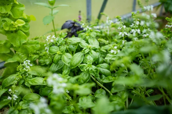Cultivando Manjericão Uma Estufa Estação Verão Cultivando Próprias Ervas Verduras — Fotografia de Stock