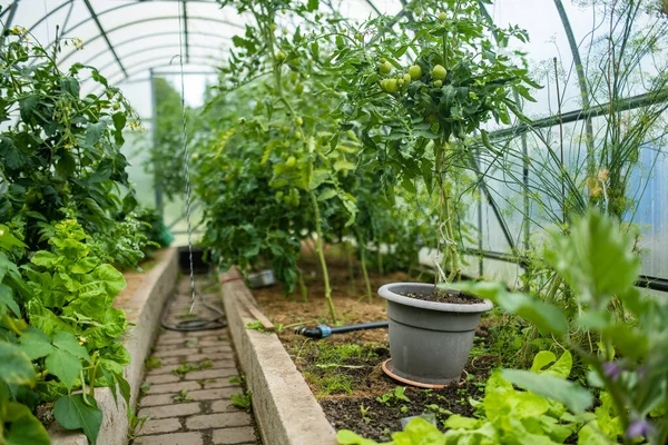 Anbau Von Kräutern Und Gemüse Einem Gewächshaus Sommer Eigener Obst — Stockfoto