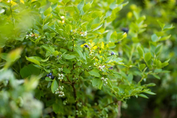 과수원에 덤불에서 자라는 블루베리 싱싱하게 열매를 거두는 — 스톡 사진