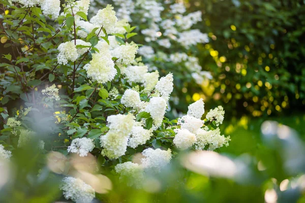 Нежные Цветы Гортензии Древесные Подсвеченные Низким Вечерним Солнцем Летом Гортензия — стоковое фото