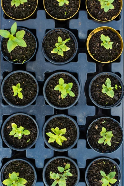 Plastiktöpfe Mit Verschiedenen Gemüsesetzlingen Jungpflanzen Frühlingstag Pflanzen Eigener Obst Und — Stockfoto