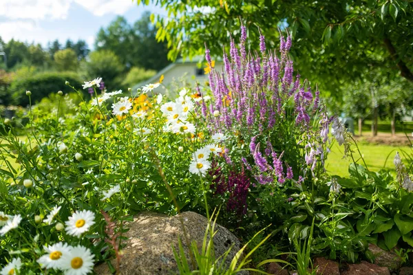 Piękne Kwiaty Rumianku Kwitnące Słoneczny Letni Dzień Scena Przyrodnicza Kwitnącymi — Zdjęcie stockowe