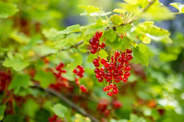 이내리쬐는 여름날에는 꼬불꼬불 열매들 나뭇가지에 맺히고 — 스톡 사진