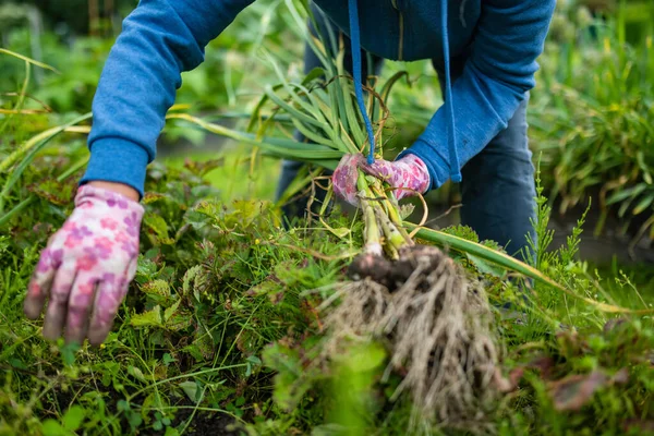 Memanen Bawang Dewasa Kebun Belakang Menanam Buah Buahan Dan Sayuran — Stok Foto