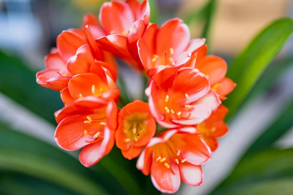 Narancssárga Virágok Clivia Virágzik Kertben Nyári Napon Közelkép Clivia Miniata — Stock Fotó