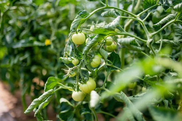 Amadurecendo Fábricas Tomates Frescas Orgânicas Arbusto Cultivando Próprias Frutas Verduras — Fotografia de Stock