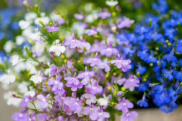 Renkli Lobelia Erinus Çiçekleri Bahçedeki Bir Çaydanlıkta Çiçek Açıyor Bahçe — Stok fotoğraf