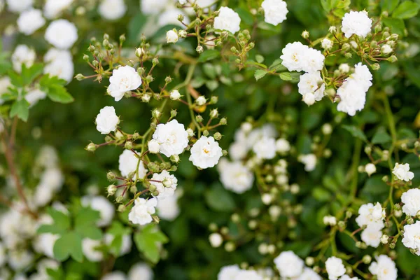 Солнечный Летний День Заднем Дворе Цветут Красивые Белые Розы — стоковое фото