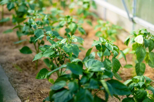 Odla Paprika Ett Växthus Sommardagen Odlar Egna Frukter Och Grönsaker — Stockfoto