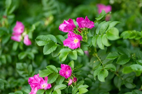 晴れた夏の日に裏庭に美しいピンクのバラのヒップブッシュの開花 — ストック写真