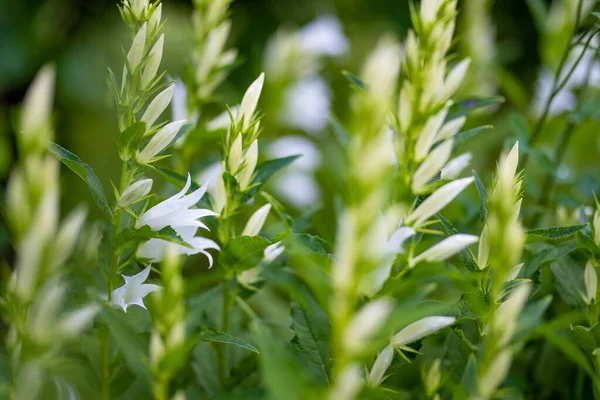Белая Campanula Carpatica Цветет Летом Саду Белые Колокола Крупный План — стоковое фото