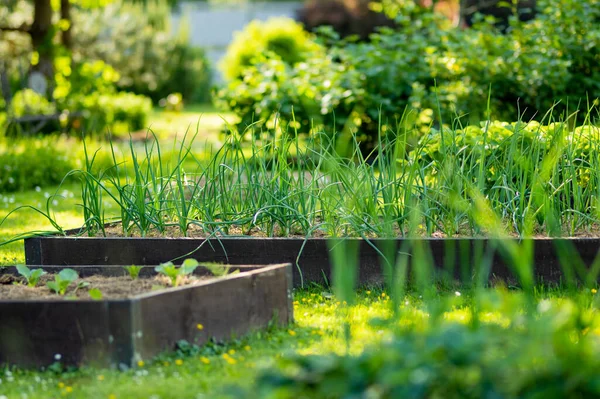 在夏天培植洋葱 在家乡种植自己的香草和蔬菜 自给自足的园艺和生活方式 — 图库照片