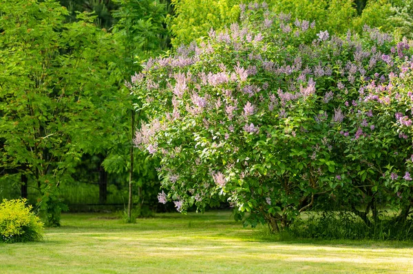 Arbusto Lilás Roxo Fundo Folhas Verdes Beleza Natureza — Fotografia de Stock