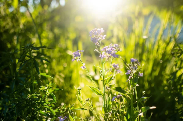 美丽的紫花月桂花 一年四季的诚实花 经济作物 在阳光明媚的夏夜 大自然的美丽 — 图库照片