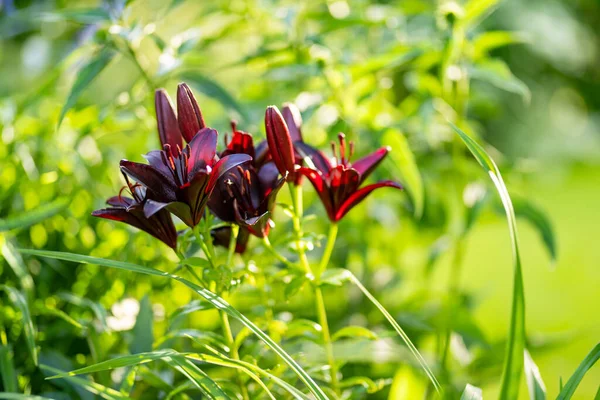 Krásné Tmavě Červené Lilie Květiny Slunečného Letního Večera Krása Přírodě — Stock fotografie