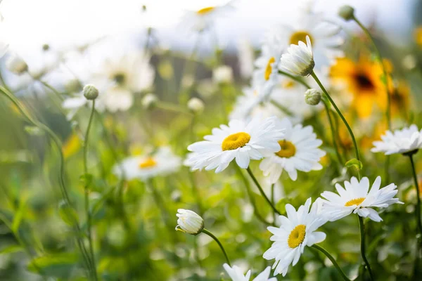 Beautiful Chamomile Flowers Blossoming Sunny Summer Day Nature Scene Blooming — Stok fotoğraf