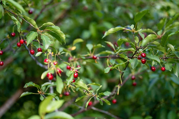 Érett Cseresznye Gyümölcs Lóg Egy Cseresznyefa Ágon Szeder Szüret Cseresznyéskertben — Stock Fotó