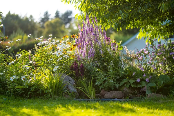 Beau Jardin Verdoyant Plein Arbres Plantes Décoratives Fleurs Fleuries Avec — Photo