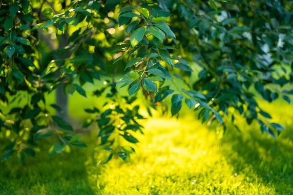 美丽的绿色花园 绿树成荫 植物装饰 鲜花盛开 后院里美丽的夏日 — 图库照片