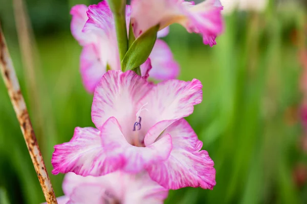 Colourful gladiolus or sword lily flowers blooming in the garden. Close-up of gladiolus flowers. Flowers blossoming in summer. Beauty in nature.