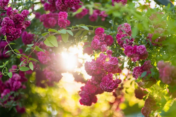 Beautiful Pink Roses Bush Blossoming Backyard Sunny Summer Day — стоковое фото