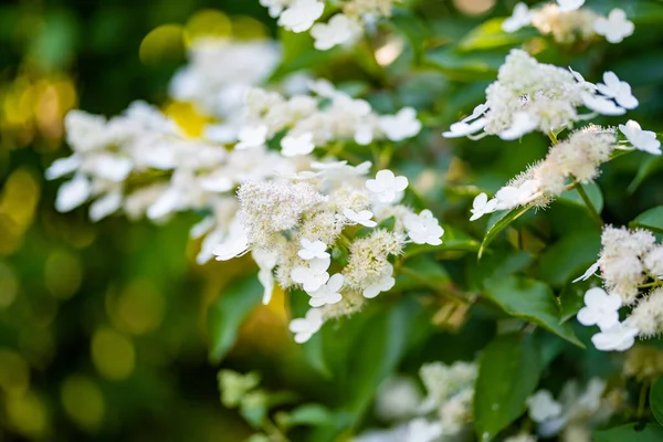 Anbud Blommor Hortensia Arborescens Bakgrundsbelyst Den Låga Kvällssolen Sommaren Hortensia — Stockfoto