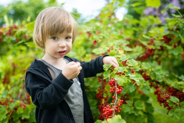 Menino Bonito Comendo Groselhas Vermelhas Jardim Dia Quente Ensolarado Verão — Fotografia de Stock