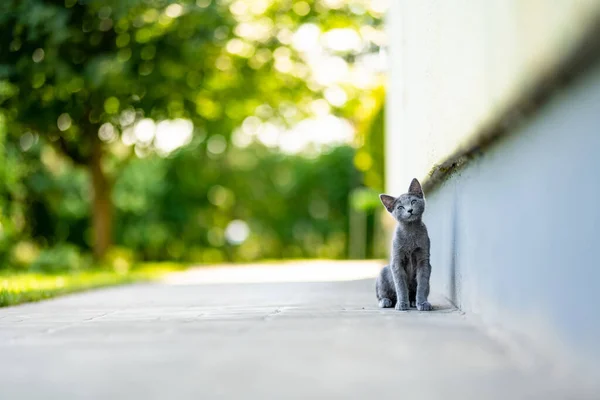 年轻活泼的俄罗斯蓝猫在户外玩耍 金碧辉煌的蓝灰色猫绿色的眼睛 家养宠物 — 图库照片