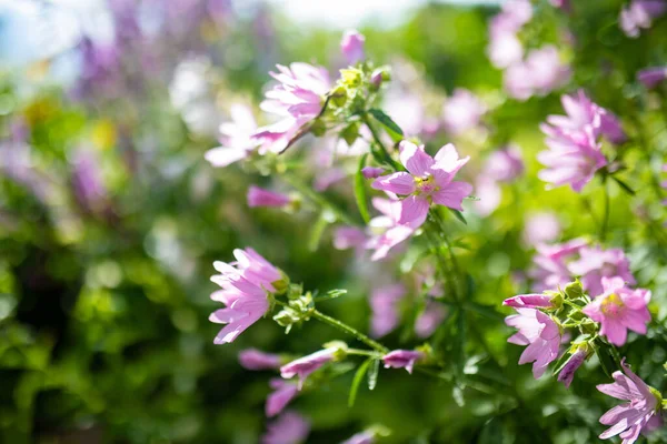 Czułe Różowe Kwiaty Słodu Drzewnego Lavatera Trimestris Kwitnie Letnim Ogrodzie — Zdjęcie stockowe