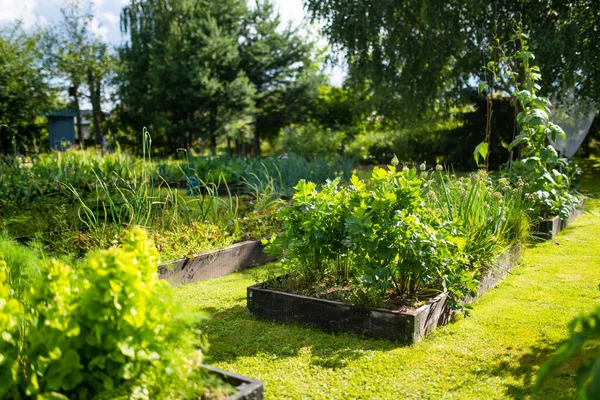 Pěstování Petržele Letní Sezóně Pěstování Vlastních Bylin Zeleniny Usedlosti Zahradničení — Stock fotografie