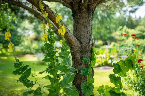 Flores Mullein Comuns Florescendo Jardim Dia Verão Lindas Flores Amarelas — Fotografia de Stock