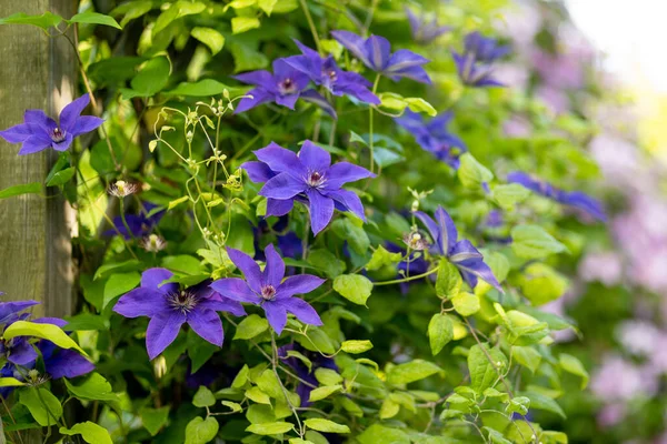 Blommande Lila Klematis Trädgården Blommor Blommar Sommaren Skönhet Naturen — Stockfoto