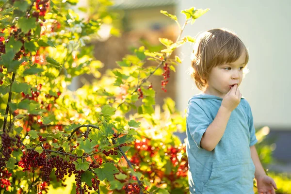 在温暖而阳光明媚的夏日 可爱的幼儿在花园里吃红醋栗 为幼儿提供新鲜健康的有机食品 夏季的家庭活动 — 图库照片