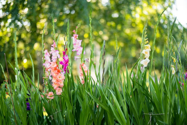 Bunte Gladiolen Oder Schwertlilien Blühen Garten Nahaufnahme Von Gladiolenblüten Blumen — Stockfoto