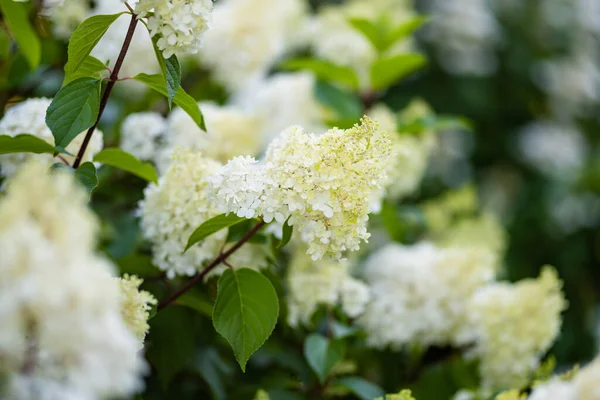 Anbud Blommor Hortensia Arborescens Bakgrundsbelyst Den Låga Kvällssolen Sommaren Hortensia — Stockfoto