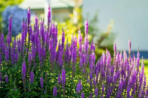 Fioletowe Luźne Kwiaty Kwitnące Ogrodzie Słoneczny Letni Dzień Lythrum Tomentosum — Zdjęcie stockowe