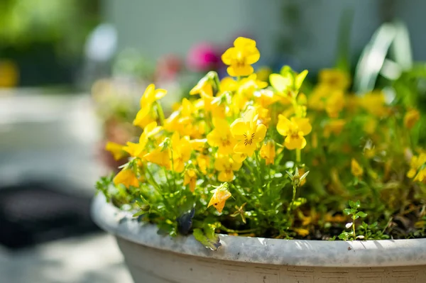 Prachtige Gele Pannenkoeken Bloeien Een Tuin Schoonheid Natuur — Stockfoto