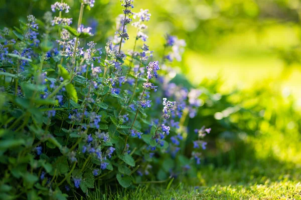 Güneşli Bir Yaz Gününde Bahçede Çiçek Açan Kedi Nanesi Çiçekleri — Stok fotoğraf