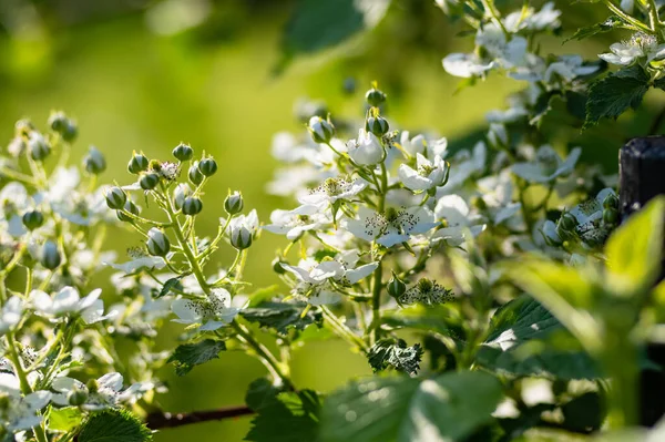 Blommande Björnbärsbuske Solig Vårdag Skönhet Naturen — Stockfoto