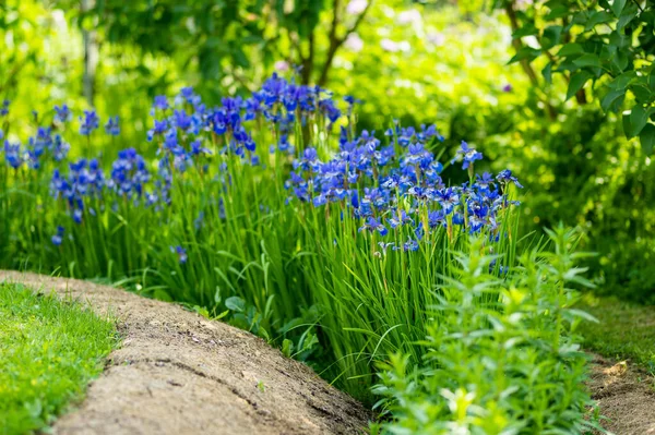 Fiori Iris Viola Che Sbocciano Aiuola Nel Parco Soleggiata Sera — Foto Stock