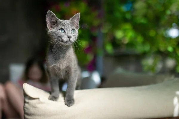 Young Playful Russian Blue Kitten Playing Outdoors Gorgeous Blue Gray — Stock Photo, Image