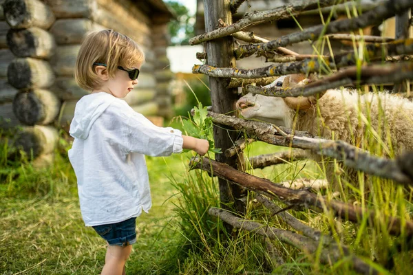 可爱的蹒跚学步的男孩在户外的小动物园里放羊很开心 孩子们的暑期活动 喂养动物 — 图库照片