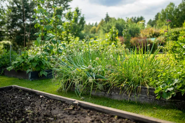 夏にタマネギを栽培する 自宅でハーブや野菜を栽培しています 自給自足の庭園と生活様式 — ストック写真