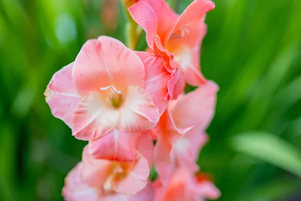 Πολύχρωμα Λουλούδια Μονομάχων Κρίνων Σπαθιών Ανθίζουν Στον Κήπο Κοντινό Πλάνο — Φωτογραφία Αρχείου