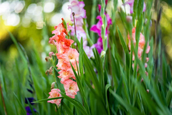 Colourful gladiolus or sword lily flowers blooming in the garden. Close-up of gladiolus flowers. Flowers blossoming in summer. Beauty in nature.