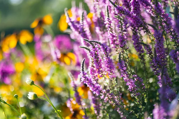 阳光明媚的夏日 紫色的松驰的花在花园里盛开 在室外的花坛上 番石榴 Lythrum Tomentosum — 图库照片